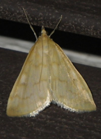 Hahncappsia mancalis
